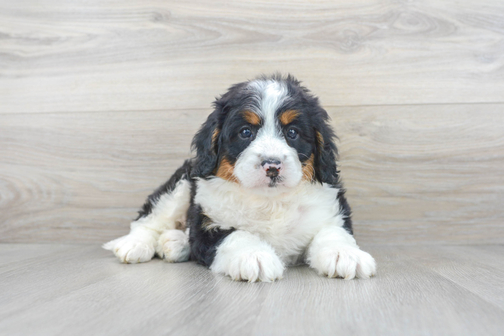 Mini Bernedoodle Puppy for Adoption