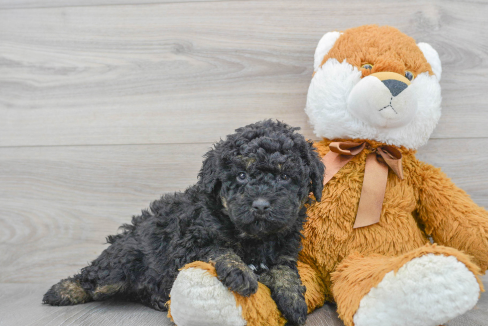 Best Mini Bernedoodle Baby