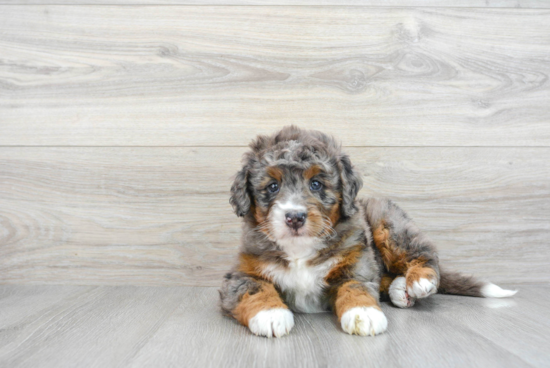 Popular Mini Bernedoodle Poodle Mix Pup