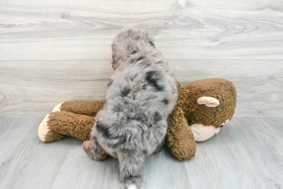 Funny Mini Bernedoodle Poodle Mix Pup