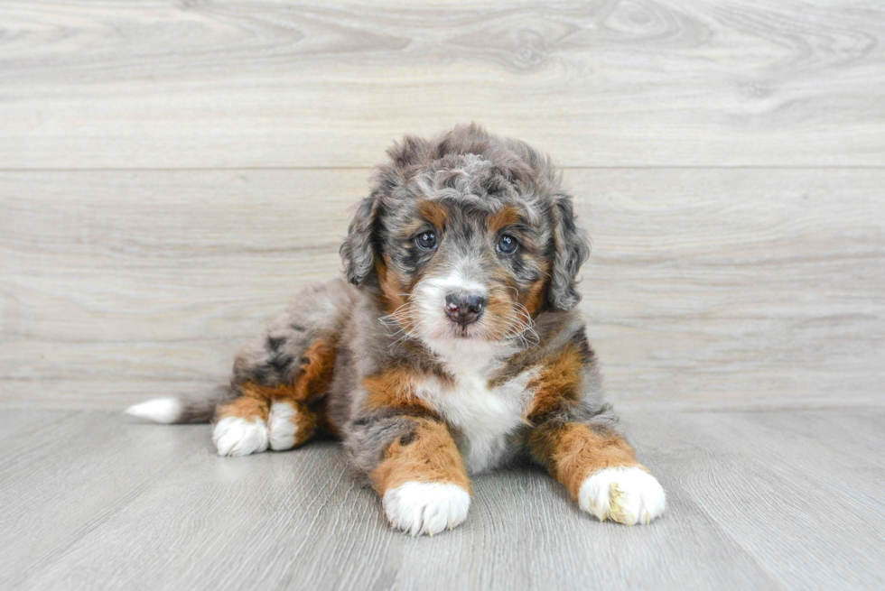 Friendly Mini Bernedoodle Baby