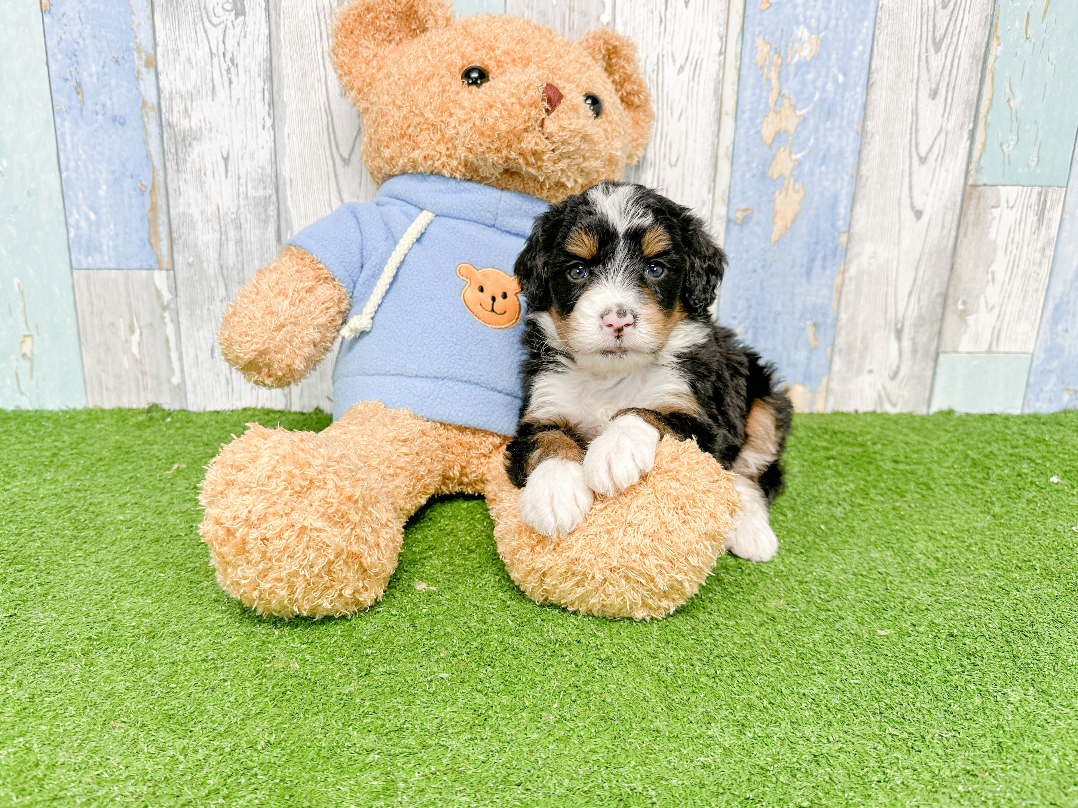 Mini Bernedoodle Pup Being Cute