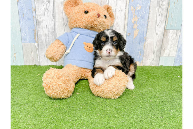 Mini Bernedoodle Pup Being Cute