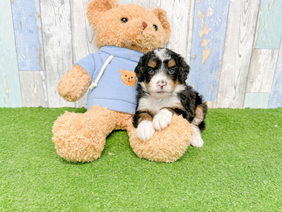 Mini Bernedoodle Pup Being Cute