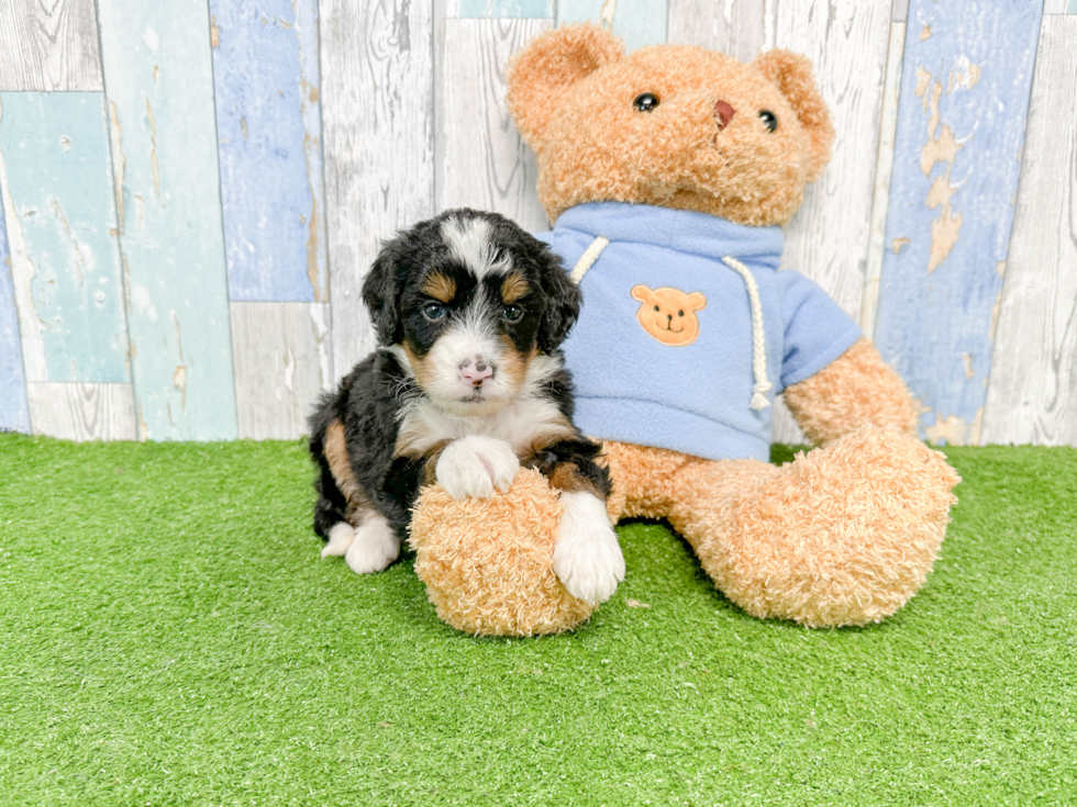 Mini Bernedoodle Pup Being Cute