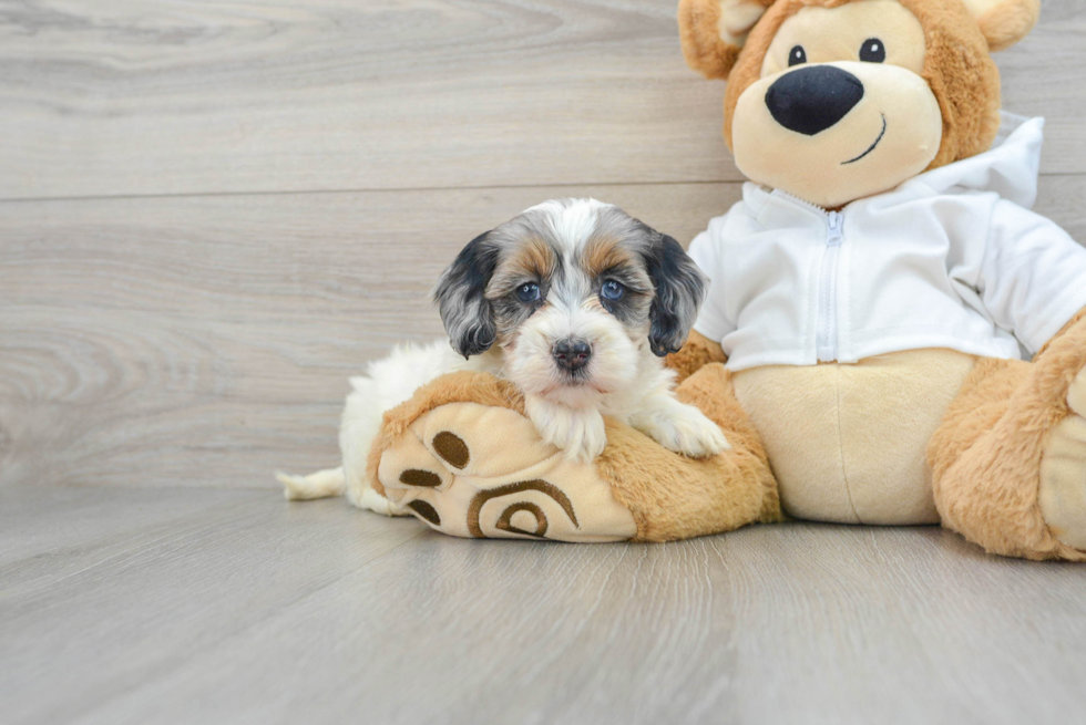 Smart Mini Bernedoodle Poodle Mix Pup