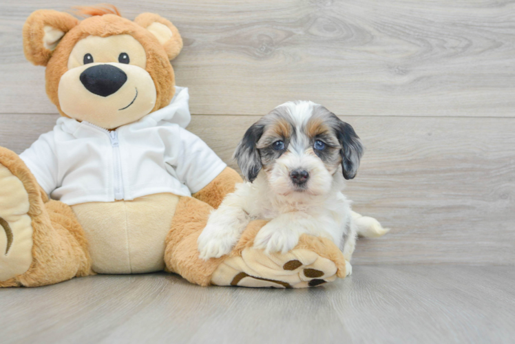 Mini Bernedoodle Pup Being Cute