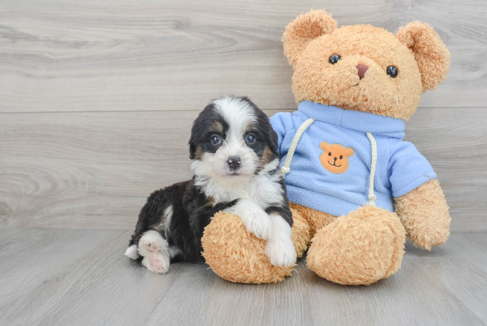 Playful Bernadoodle Poodle Mix Puppy