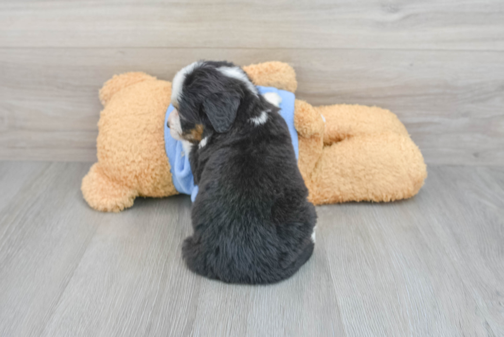 Petite Mini Bernedoodle Poodle Mix Pup