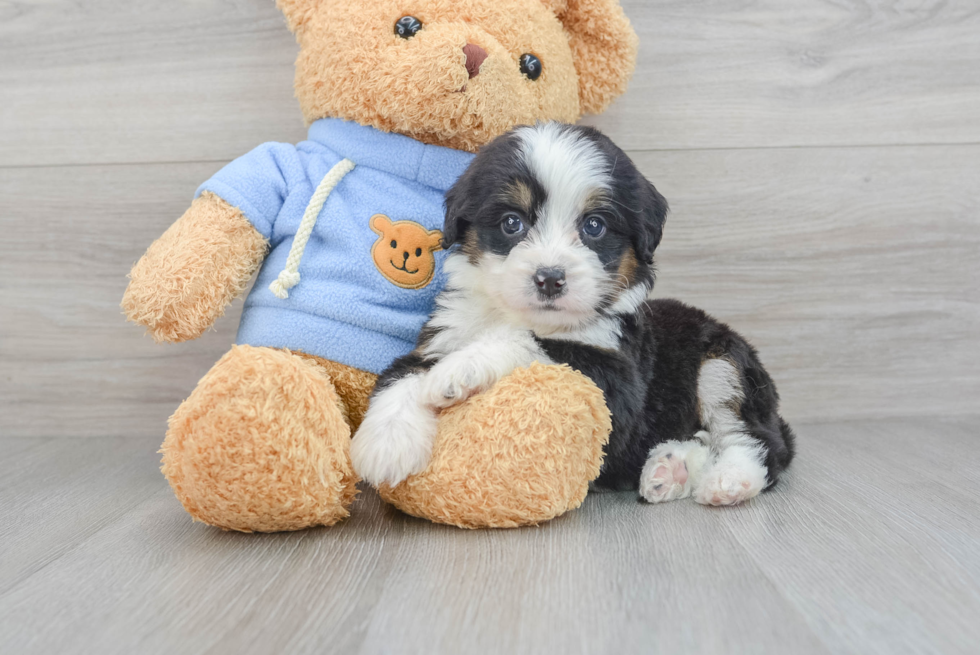 Best Mini Bernedoodle Baby