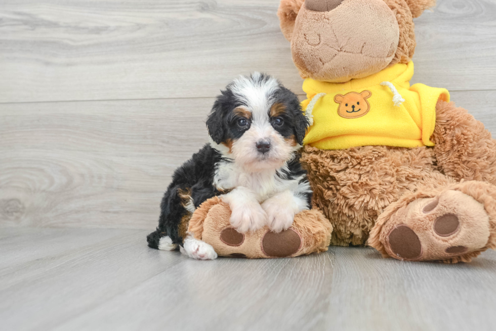 Best Mini Bernedoodle Baby