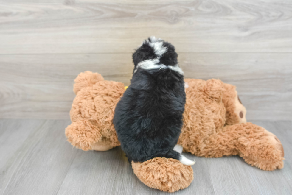 Mini Bernedoodle Pup Being Cute