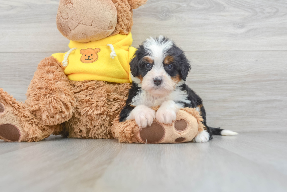 Hypoallergenic Mini Berniedoodle Poodle Mix Puppy