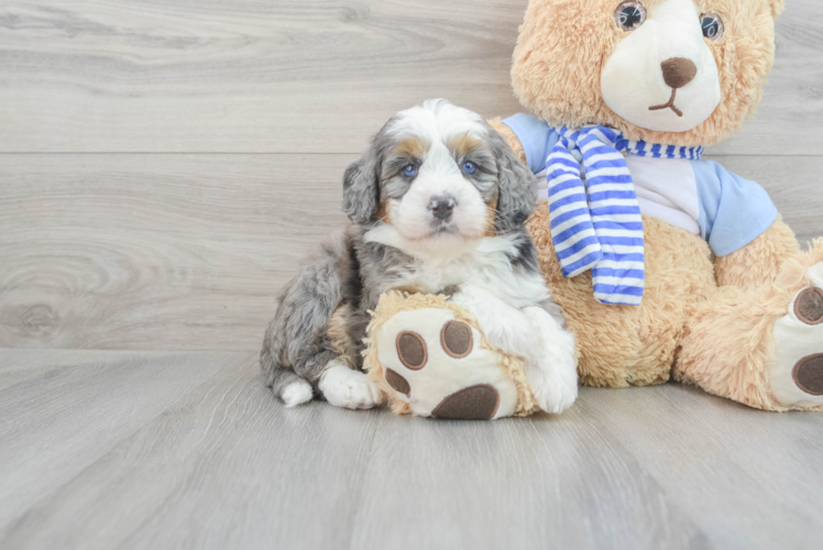 Cute Mini Bernedoodle Baby