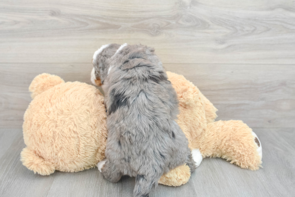 Mini Bernedoodle Pup Being Cute