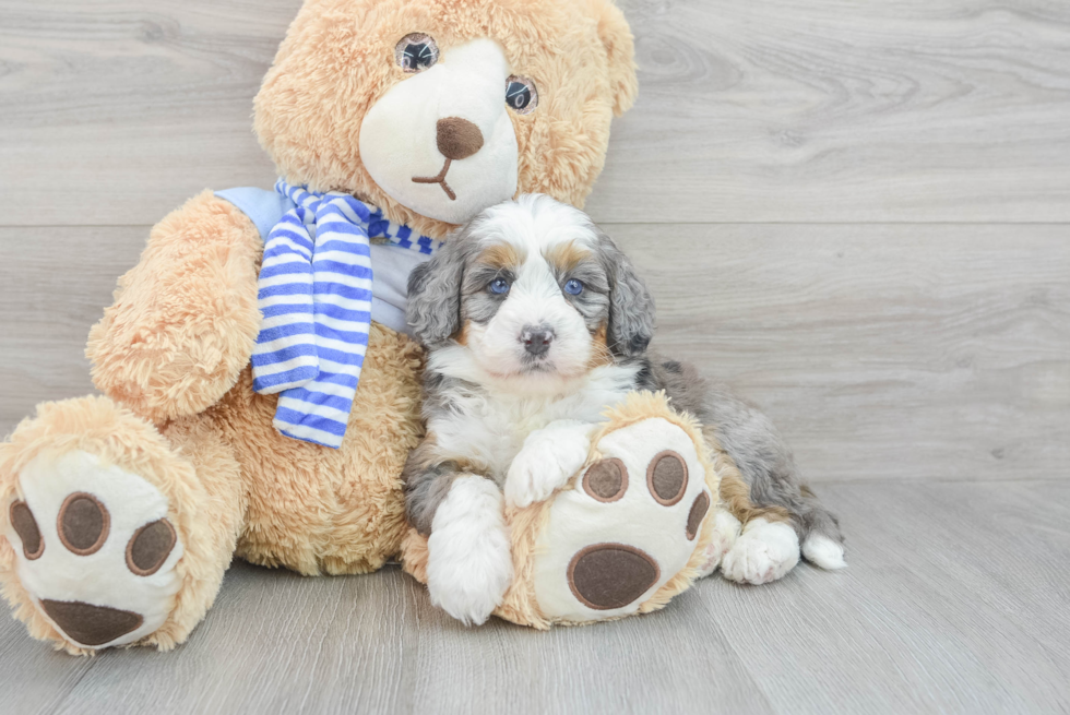 Mini Bernedoodle Pup Being Cute