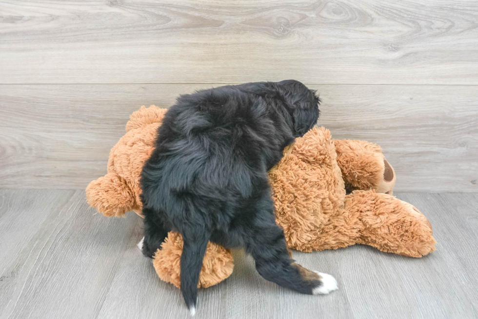 Mini Bernedoodle Puppy for Adoption