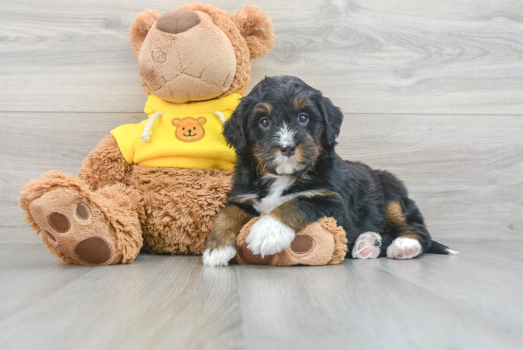 Mini Bernedoodle Puppy for Adoption