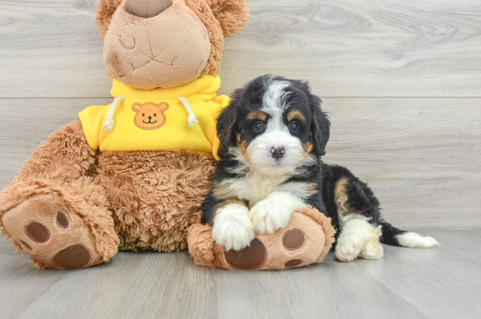 5 week old Mini Bernedoodle Puppy For Sale - Premier Pups