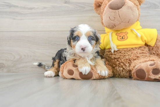 Best Mini Bernedoodle Baby