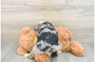 Popular Mini Bernedoodle Poodle Mix Pup