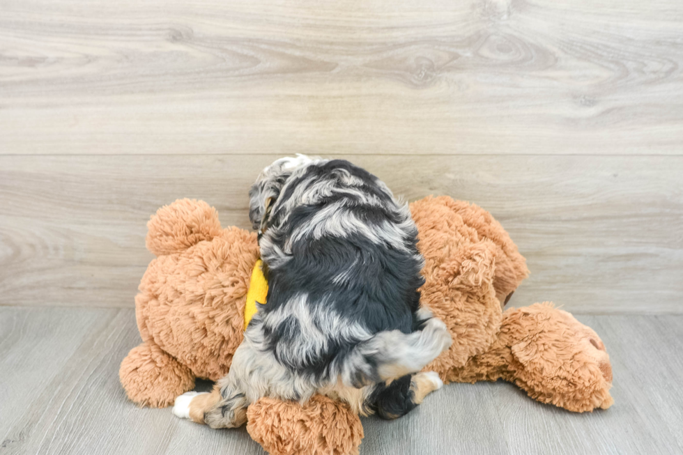 Popular Mini Bernedoodle Poodle Mix Pup