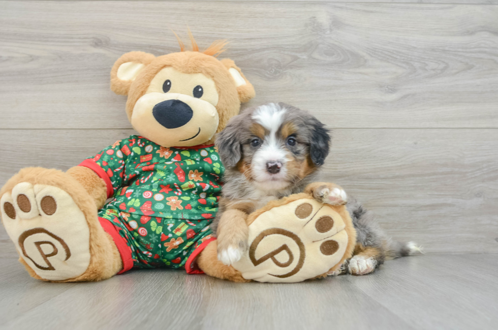 5 week old Mini Bernedoodle Puppy For Sale - Premier Pups