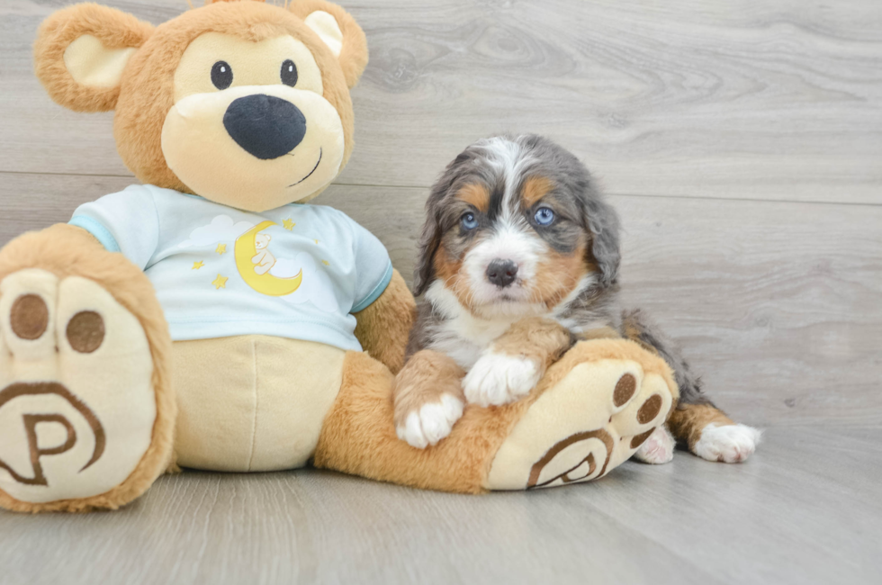 5 week old Mini Bernedoodle Puppy For Sale - Premier Pups