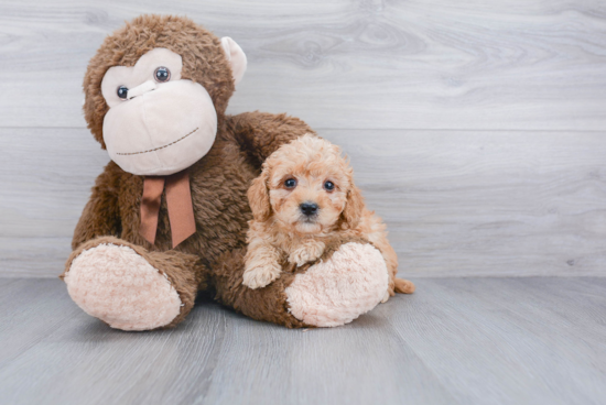 Petite Mini Bernedoodle Poodle Mix Pup