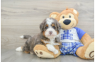 Mini Bernedoodle Pup Being Cute