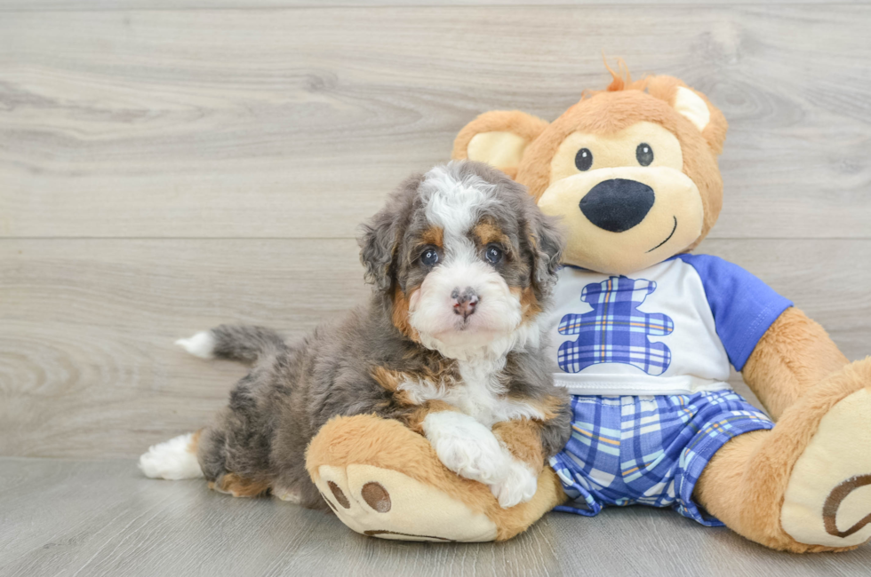 6 week old Mini Bernedoodle Puppy For Sale - Premier Pups