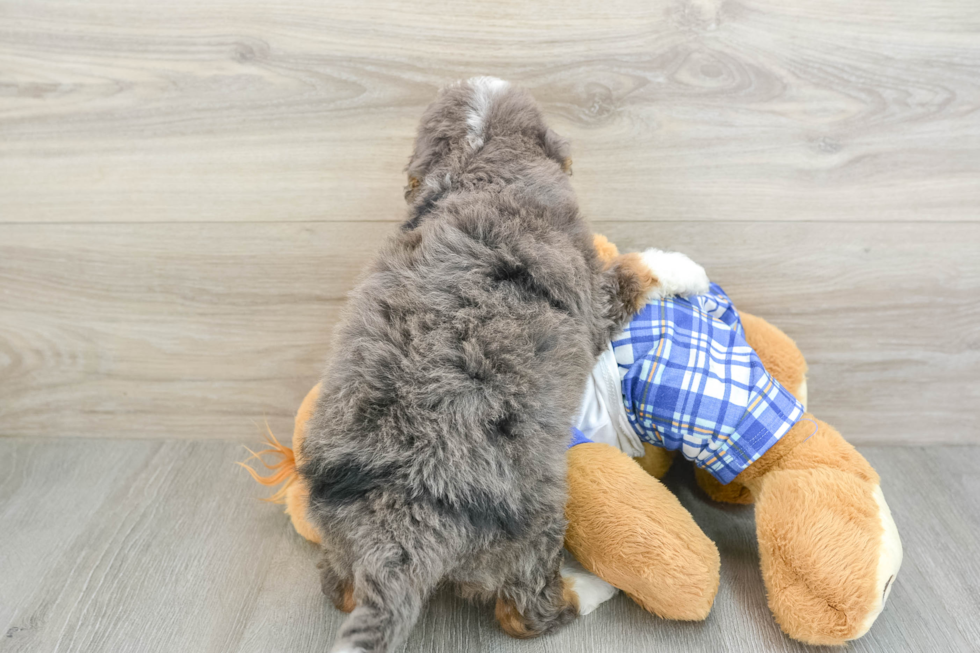 Playful Mini Bernepoo Poodle Mix Puppy