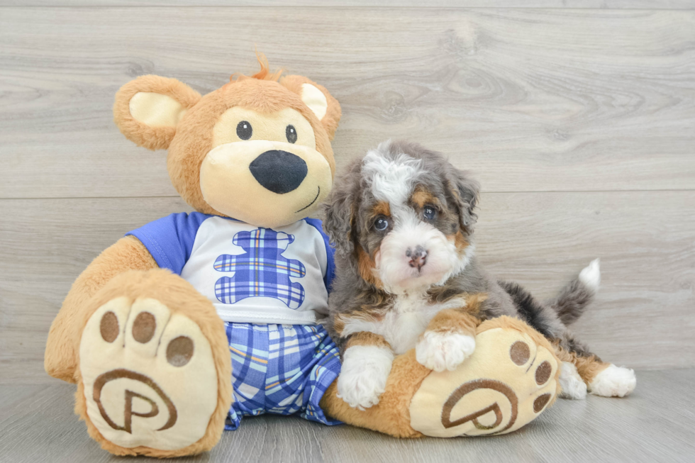 Sweet Mini Bernedoodle Baby