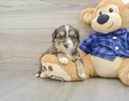 8 week old Mini Bernedoodle Puppy For Sale - Premier Pups