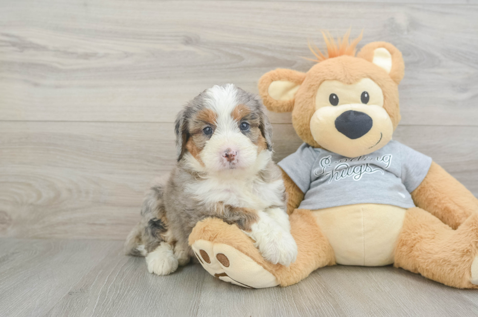 5 week old Mini Bernedoodle Puppy For Sale - Premier Pups