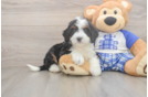 Little Mini Berniedoodle Poodle Mix Puppy