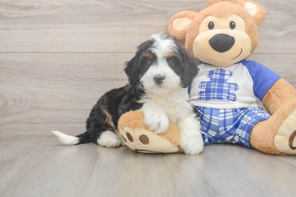 Little Mini Berniedoodle Poodle Mix Puppy