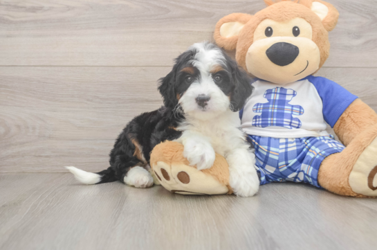 Little Mini Berniedoodle Poodle Mix Puppy