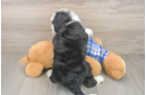 Mini Bernedoodle Puppy for Adoption