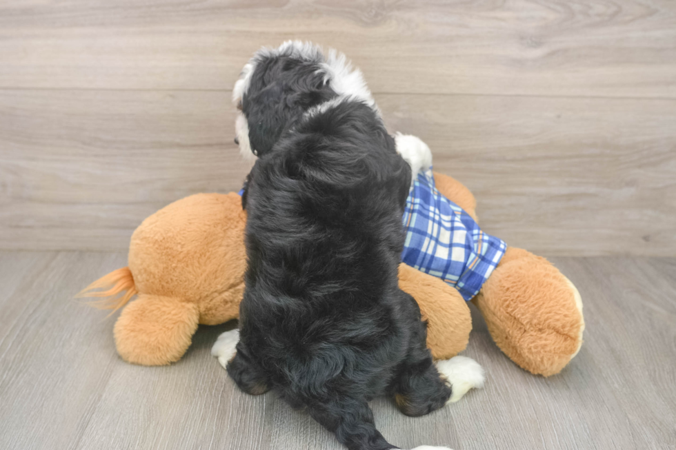 Mini Bernedoodle Puppy for Adoption