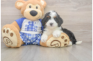 Best Mini Bernedoodle Baby