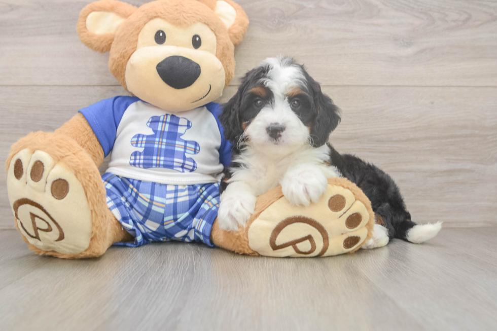 Best Mini Bernedoodle Baby