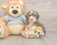 5 week old Mini Bernedoodle Puppy For Sale - Premier Pups