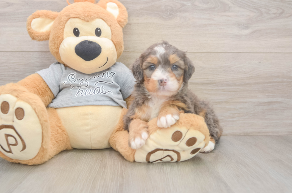 5 week old Mini Bernedoodle Puppy For Sale - Premier Pups