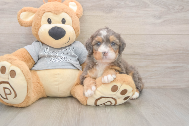 Meet Jubilee - our Mini Bernedoodle Puppy Photo  1/3 - Premier Pups Fluffy Mini Bernedoodle Poodle Mix Pup