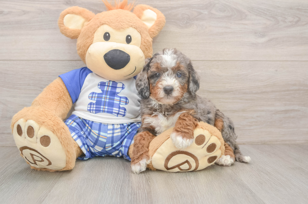 5 week old Mini Bernedoodle Puppy For Sale - Premier Pups