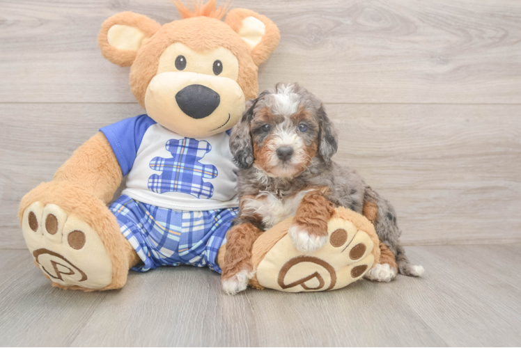 Meet Jubilee - our Mini Bernedoodle Puppy Photo  1/3 - Premier Pups Small Mini Bernedoodle Baby