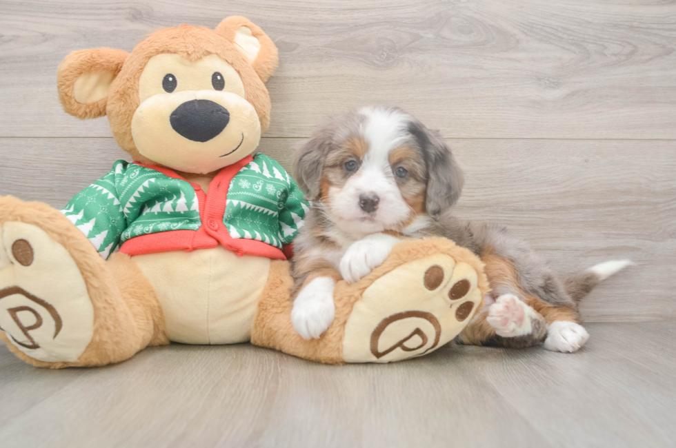 5 week old Mini Bernedoodle Puppy For Sale - Premier Pups
