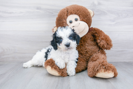 Mini Bernedoodle Puppy for Adoption