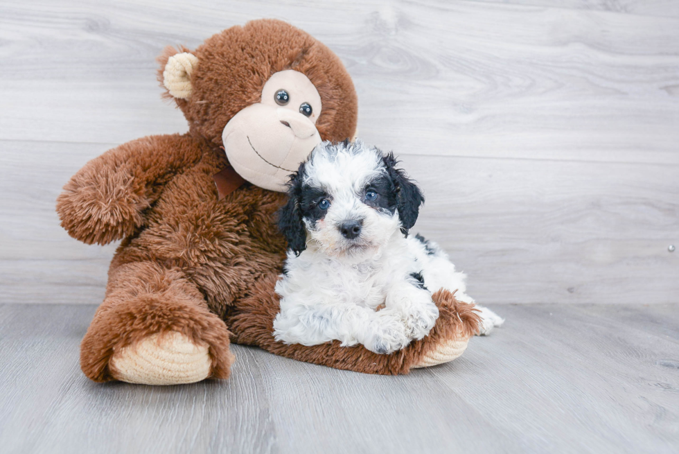 Sweet Mini Bernedoodle Baby